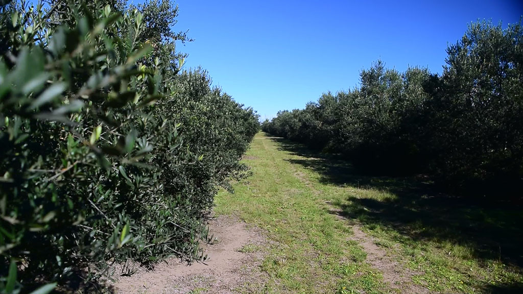 Olivares de Epu Antu en Puán